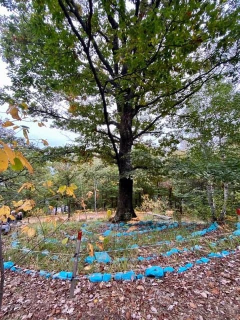 Sacred Woods of Damanhur