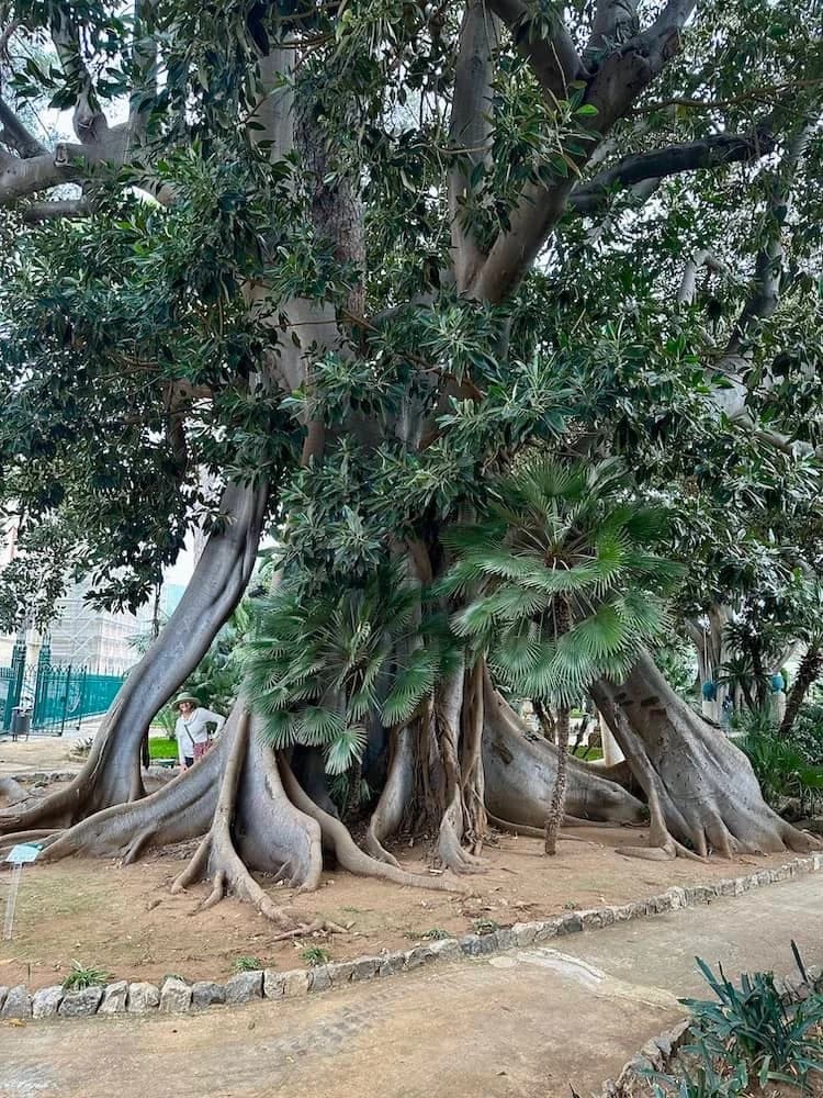 Banyan - aka Moreton Bay Fig (ficus macrophylla).