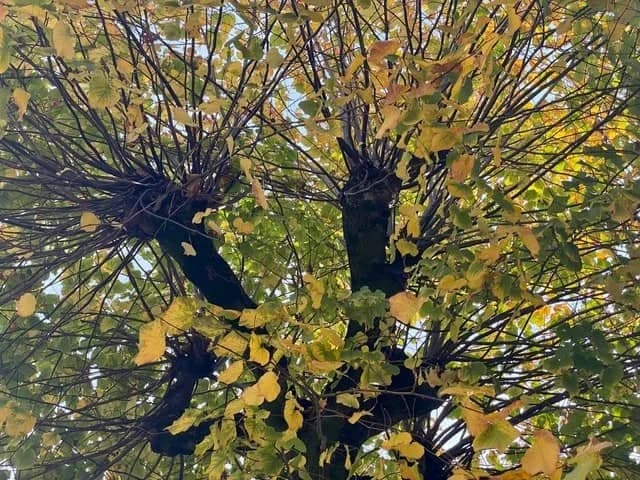 Europe Through the Eyes of a Tree Nerd Part 1