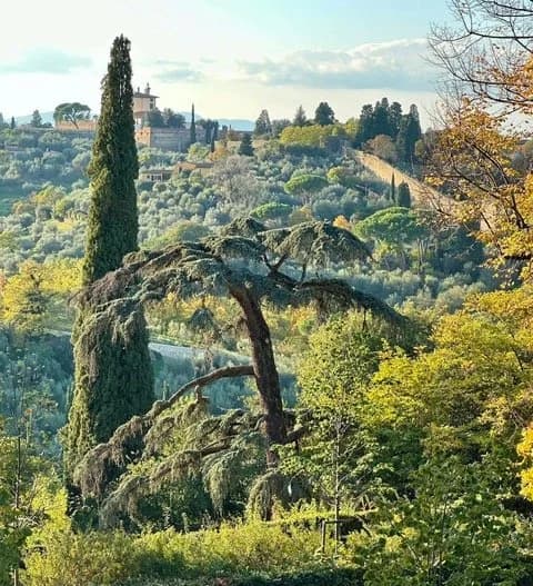 Cypress (Cupressus) and Cedars of Lebanon (Cedars libani)
