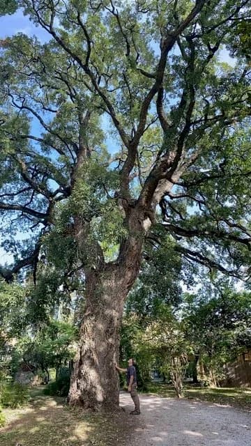 300 year old Quercus suber