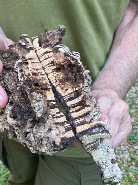 Where wine corks come from