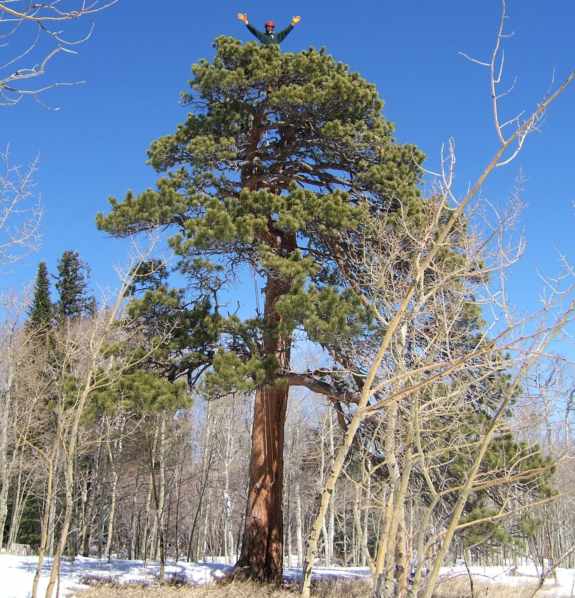 David Schaldach among the trees